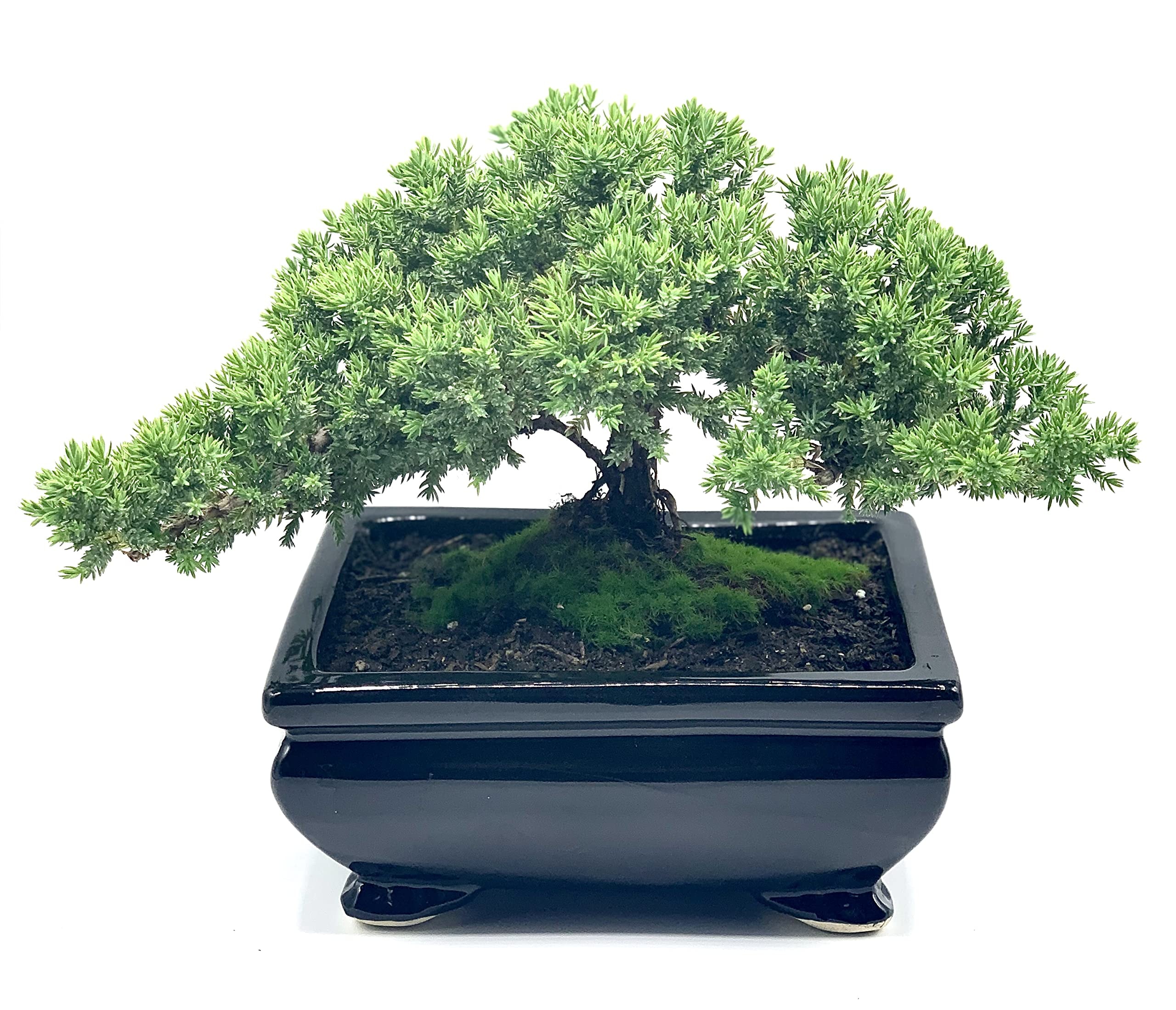 Live Dwarf Juniper Bonsai Tree | Indoor/Outdoor | 100% Handcrafted| Home and Office Décor | Best Gift for Holiday (L): Live Dwarf Juniper Bonsai Tree | Indoor/Outdoor | 100% Handcrafted| Home and Office Décor | Best Gift for Holiday (L)